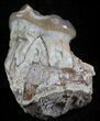 Oligocene Horse (Mesohippus) Jaw Section - South Dakota #25098-1